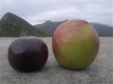 Plum with and without rockdust_20121005